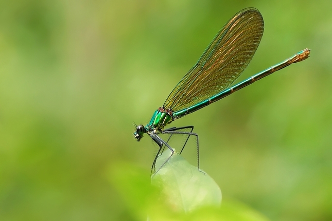 Calopteryx splendens