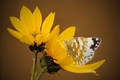 Pontia daplidice