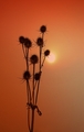 Dipsacus laciniatus