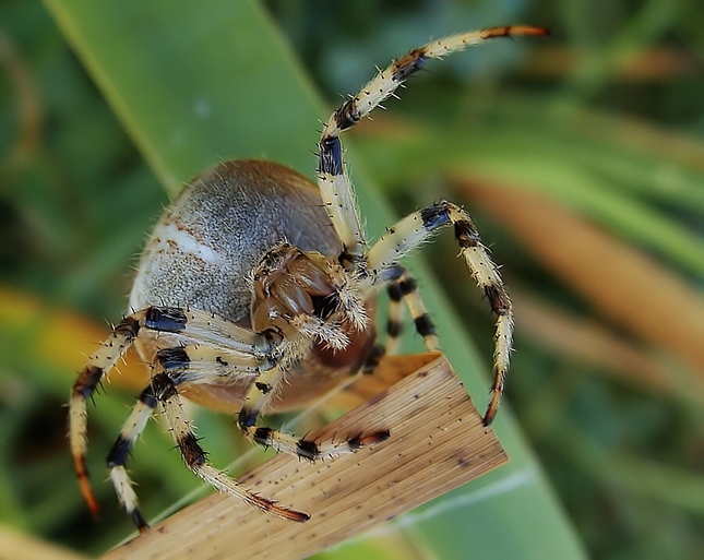 Araneus quadratus