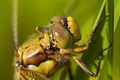 Orthetrum cancellatum
