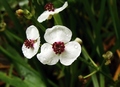 Sagittaria sagittifolia