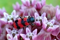 Trichodes apiarius