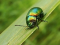 Chrysolina herbacea