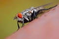 Diptera