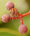 Agalenatea redii