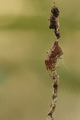 Cyclosa conica