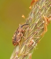 Dorytomus filirostris