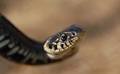 Natrix natrix