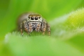Evarcha arcuata
