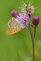 Lycaena thersamon
