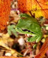 Hyla arborea