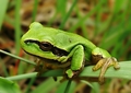 Hyla arborea