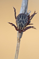 Dermacentor reticulatus