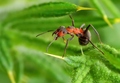 Formica pratensis