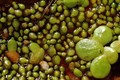 Wolffia arrhiza