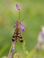 Panorpa communis