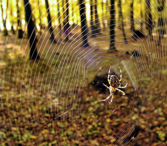 Araneus diadematus