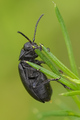 Galeruca tanaceti