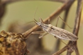 Nabis ferus