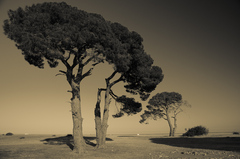 Bonsai