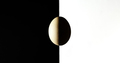 livot