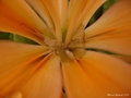 Water in flower.