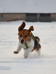 Runner