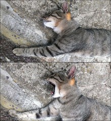 Siesta