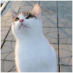 cat_1