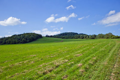 zelenaaa