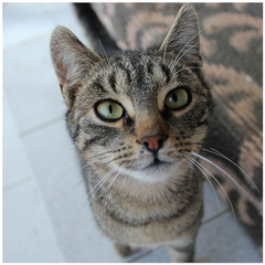 cat_2