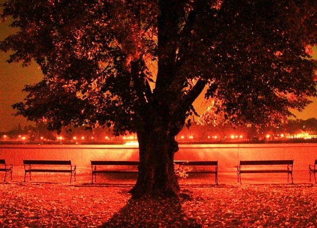 Nočný park strom
