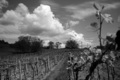 Viničné
