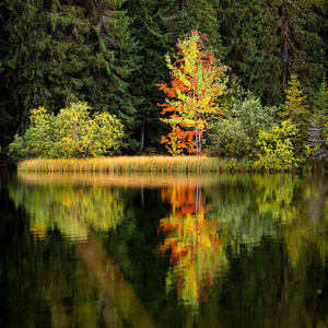 Vrbické pleso