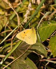 Motyl