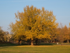 jeseň - strom
