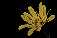 Kvetinova I