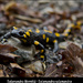 Salamandra