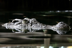 Kroko