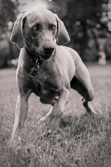 zafira