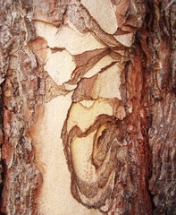 kôra stromu