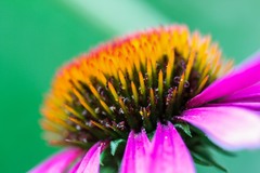 Echinacea