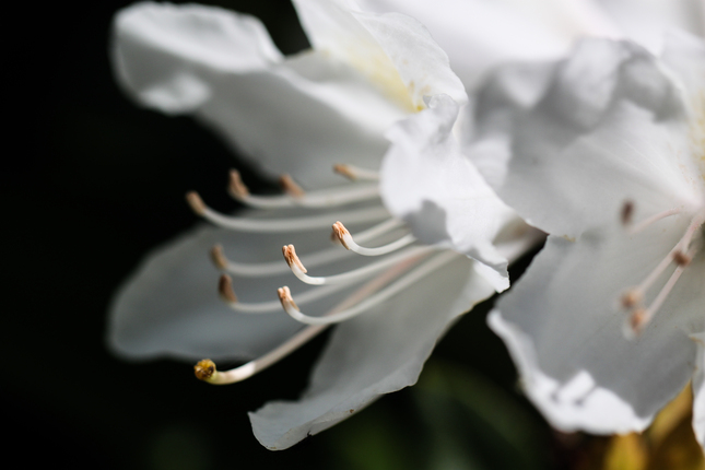 Biela elegancia