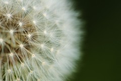 Blowball 1
