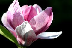 Magnolia