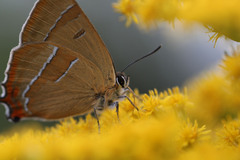 motyl