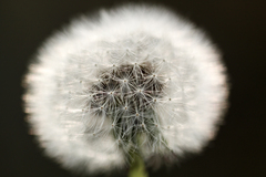 Blowball