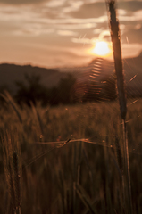 Spider evening