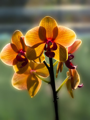 Orchidea